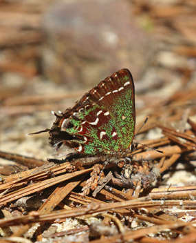 Hessel's Hairstreak